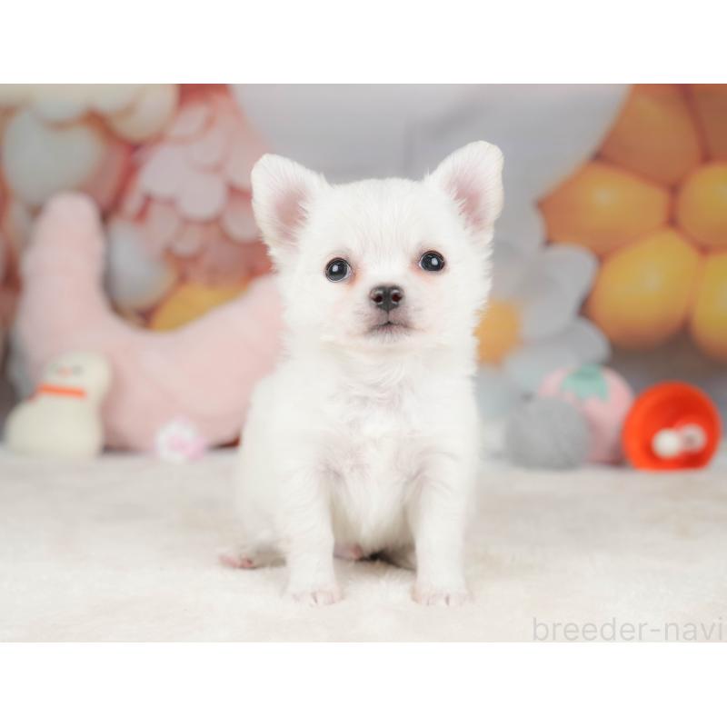 販売中の栃木県のチワワ(ロングコート)-445829の9枚目