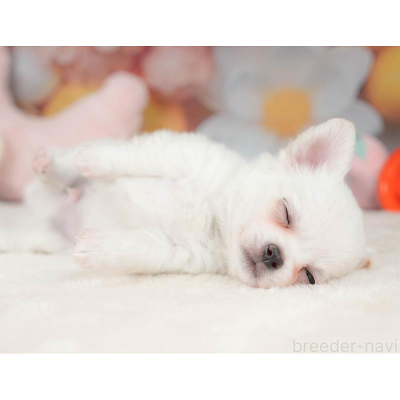 販売中の栃木県のチワワ(ロングコート)-445829の8枚目