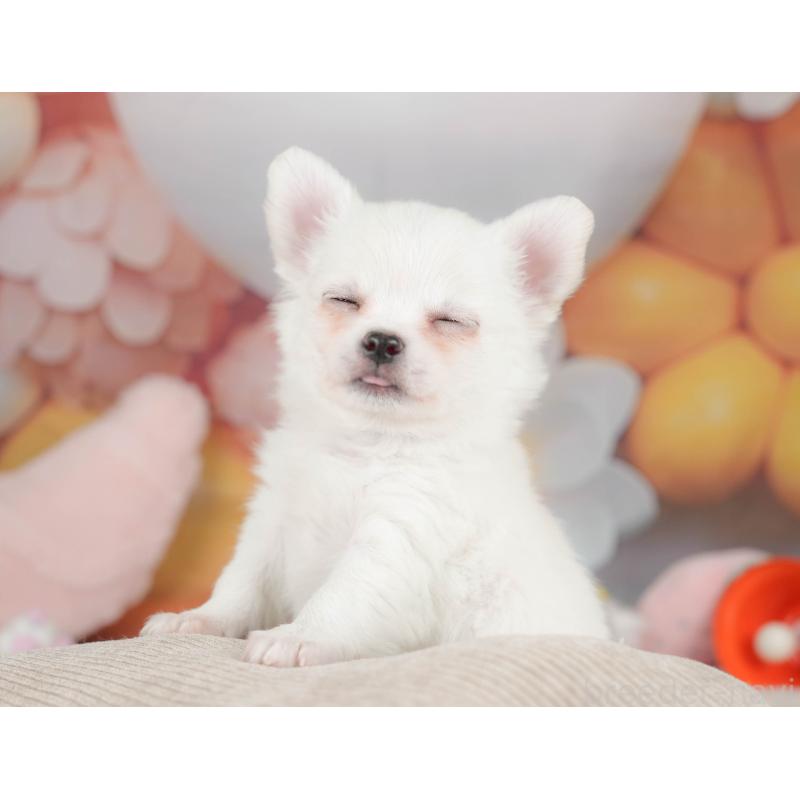 販売中の栃木県のチワワ(ロングコート)-445829の7枚目