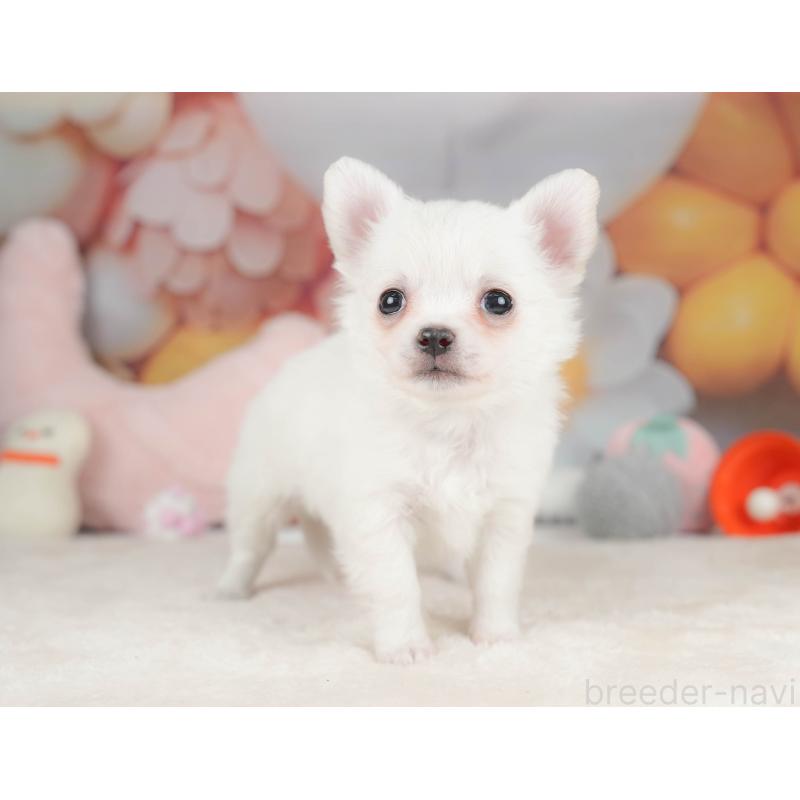 販売中の栃木県のチワワ(ロングコート)-445829の5枚目