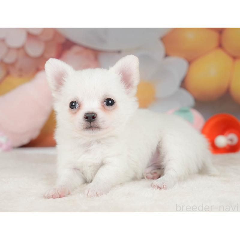 販売中の栃木県のチワワ(ロングコート)-445829の4枚目