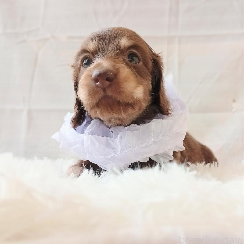 販売中の和歌山県のミニチュアダックスフンド(ロングヘアード)-444641の6枚目