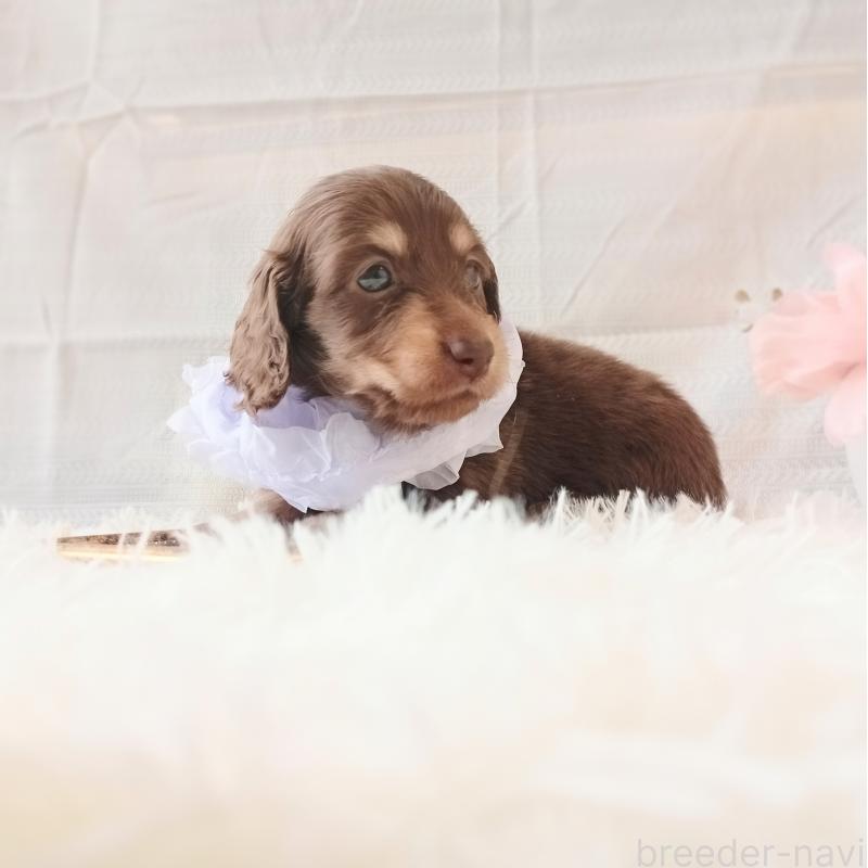 販売中の和歌山県のミニチュアダックスフンド(ロングヘアード)-444641の5枚目