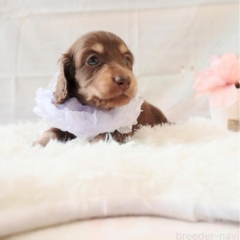 販売中の和歌山県のミニチュアダックスフンド(ロングヘアード)-444641の3枚目