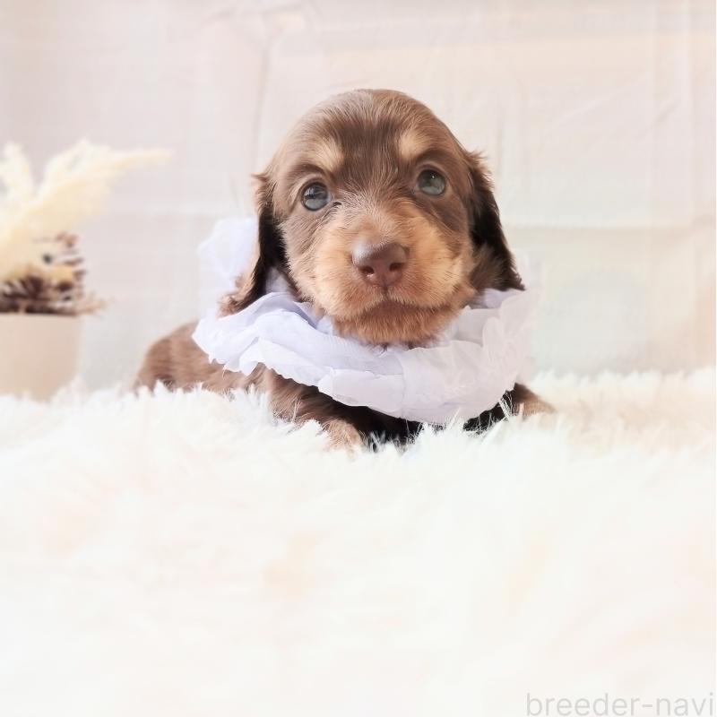 販売中の和歌山県のミニチュアダックスフンド(ロングヘアード)-444641の2枚目