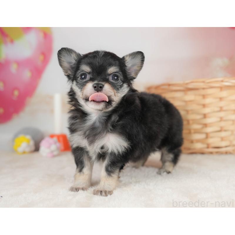 販売中の栃木県のチワワ(ロングコート)-445830の10枚目