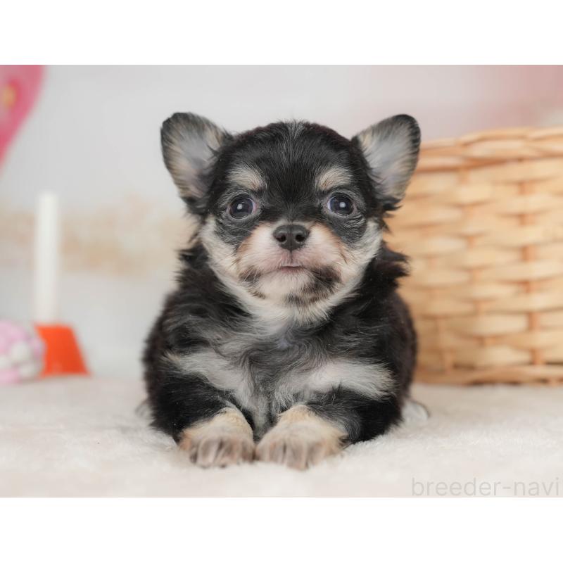 販売中の栃木県のチワワ(ロングコート)-445830の9枚目