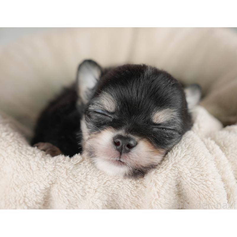 販売中の栃木県のチワワ(ロングコート)-445830の8枚目