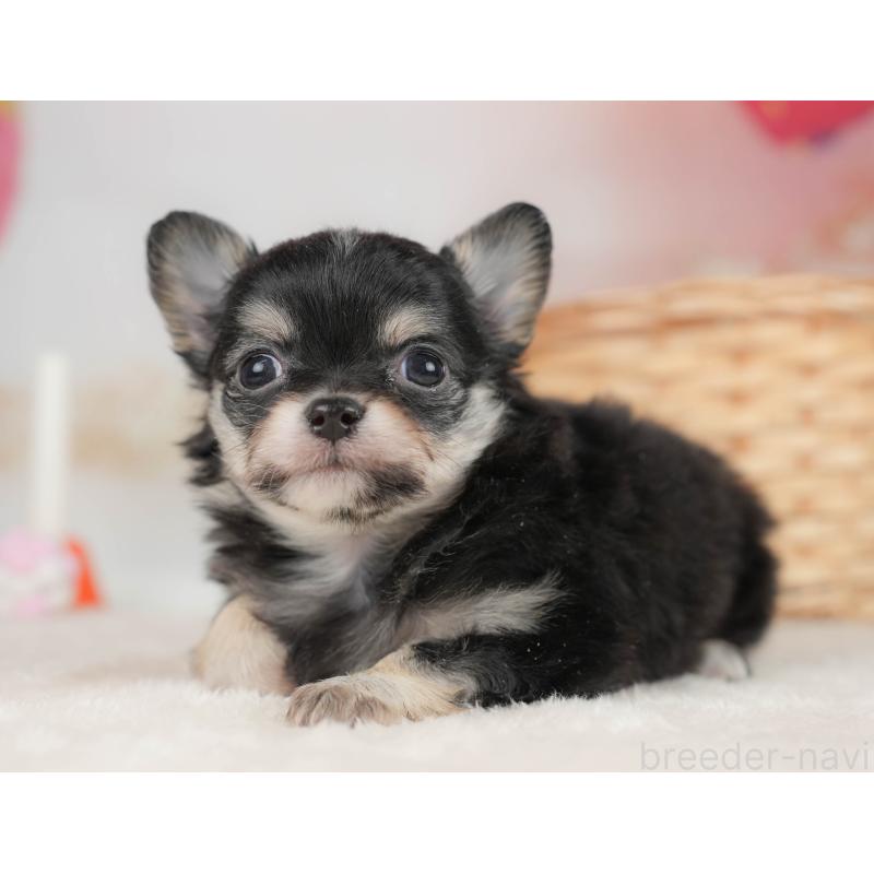 販売中の栃木県のチワワ(ロングコート)-445830の7枚目