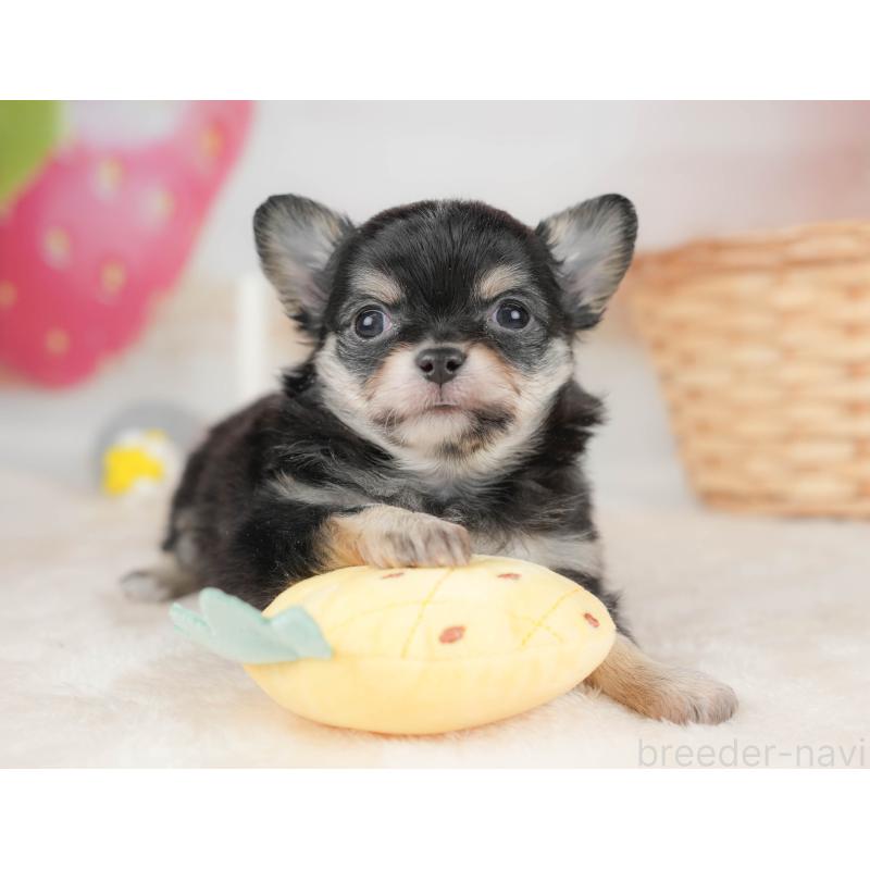 販売中の栃木県のチワワ(ロングコート)-445830の6枚目