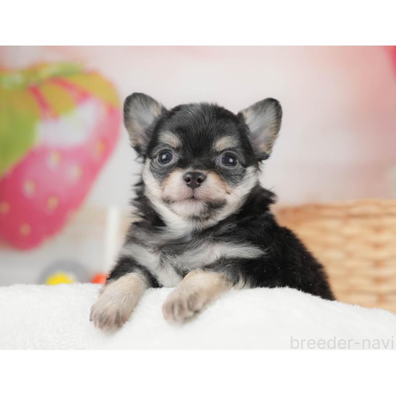 販売中の栃木県のチワワ(ロングコート)-445830の5枚目