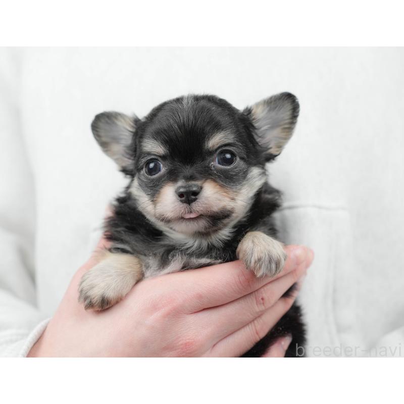 販売中の栃木県のチワワ(ロングコート)-445830の3枚目