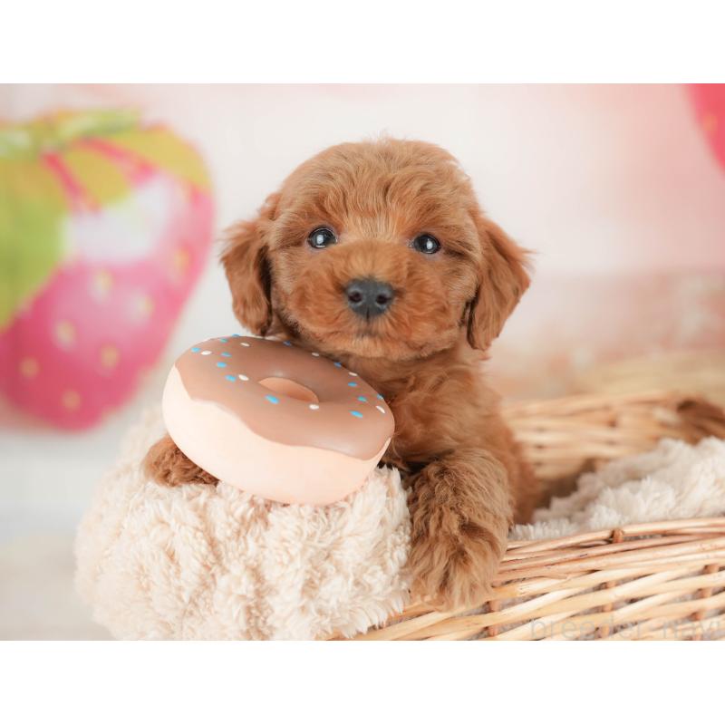 販売中の栃木県のトイプードル-445857