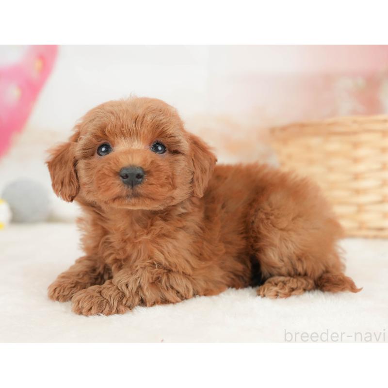 販売中の栃木県のトイプードル-445857の11枚目