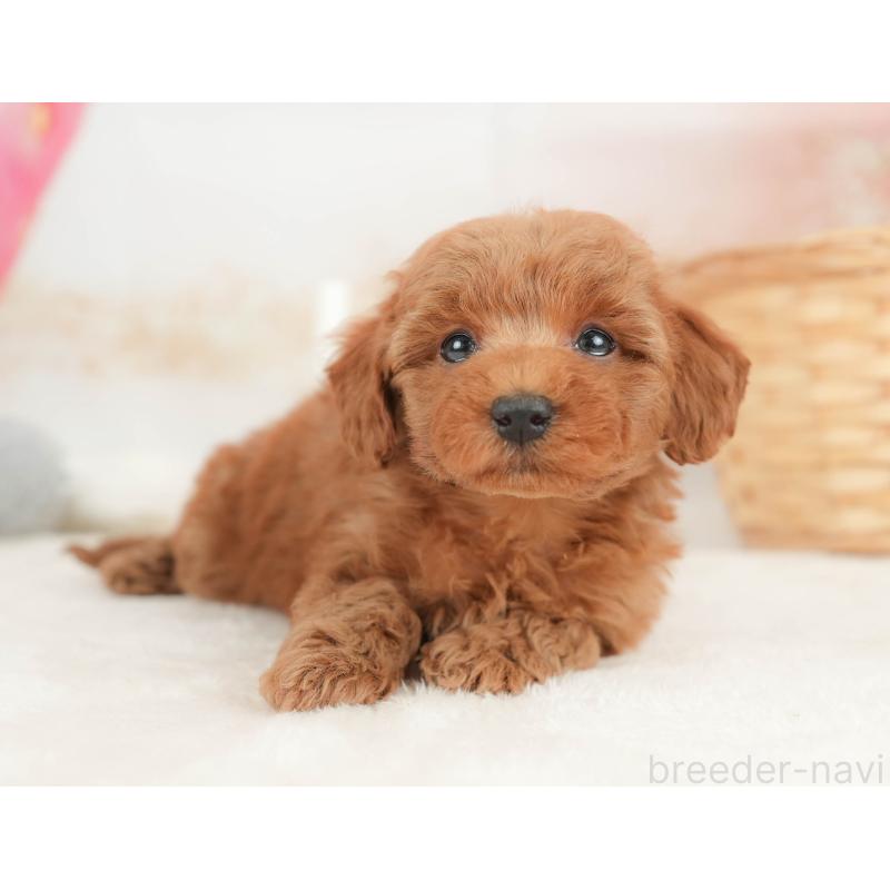 販売中の栃木県のトイプードル-445857の9枚目