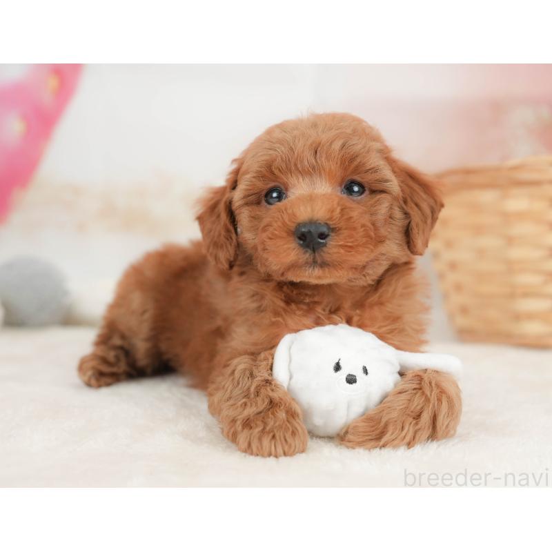 販売中の栃木県のトイプードル-445857の8枚目