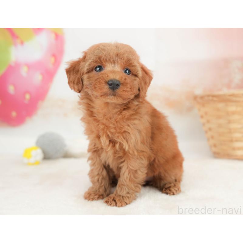 販売中の栃木県のトイプードル-445857の7枚目