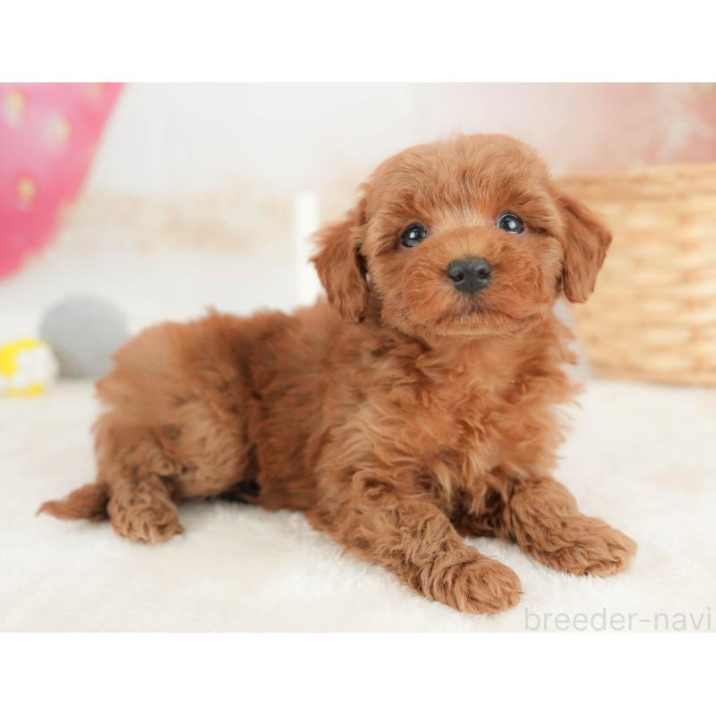 販売中の栃木県のトイプードル-445857の6枚目