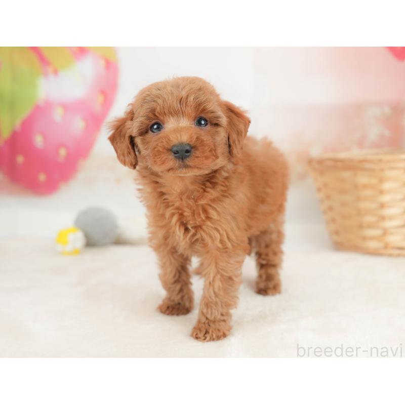 販売中の栃木県のトイプードル-445857の5枚目