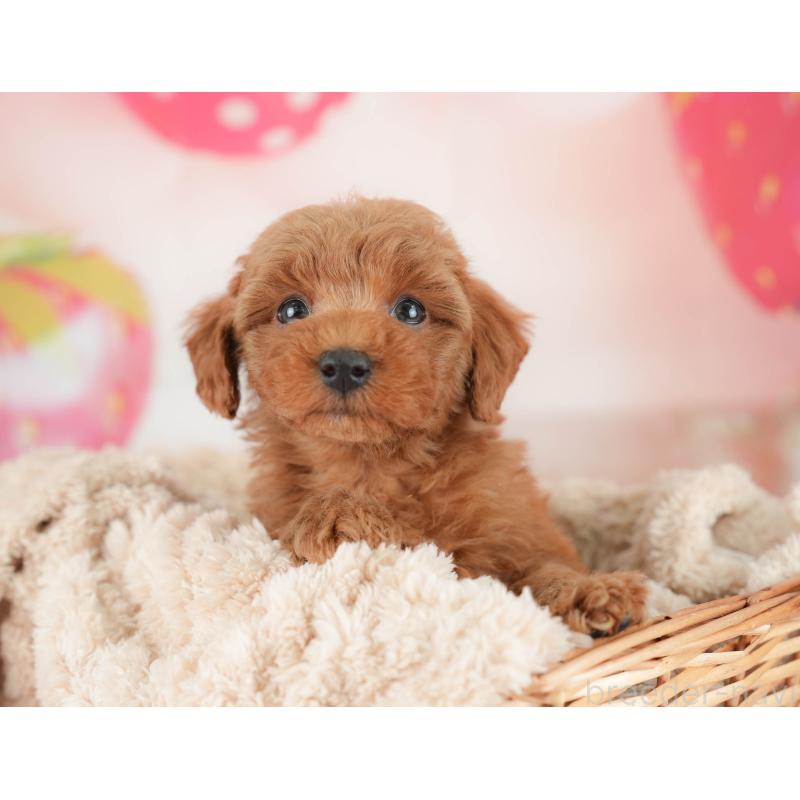 販売中の栃木県のトイプードル-445857の3枚目