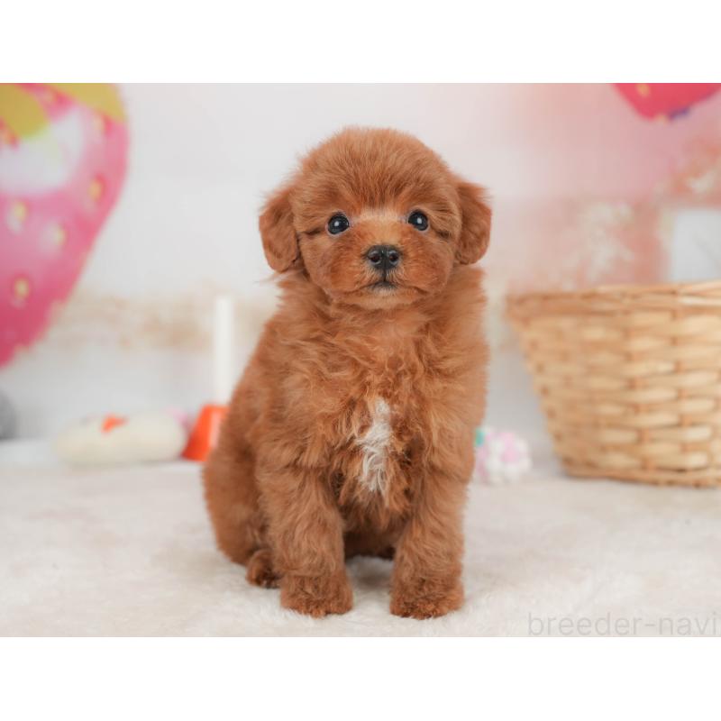 販売中の栃木県のトイプードル-445855