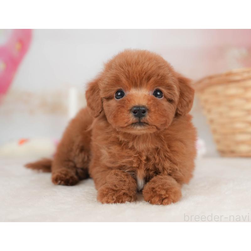 販売中の栃木県のトイプードル-445855の11枚目