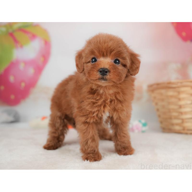 販売中の栃木県のトイプードル-445855の10枚目