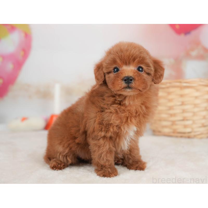 販売中の栃木県のトイプードル-445855の9枚目