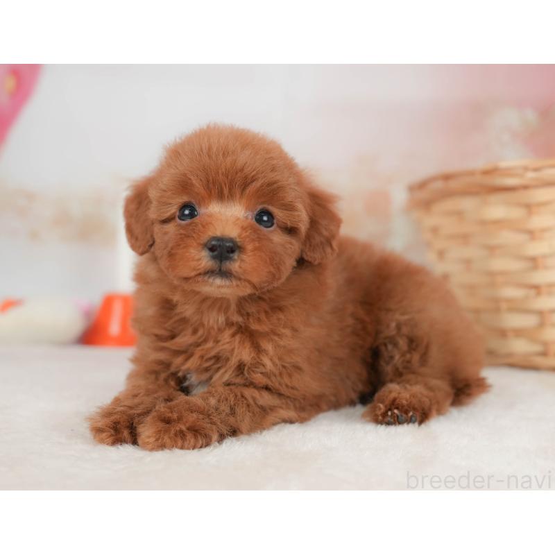 販売中の栃木県のトイプードル-445855の8枚目