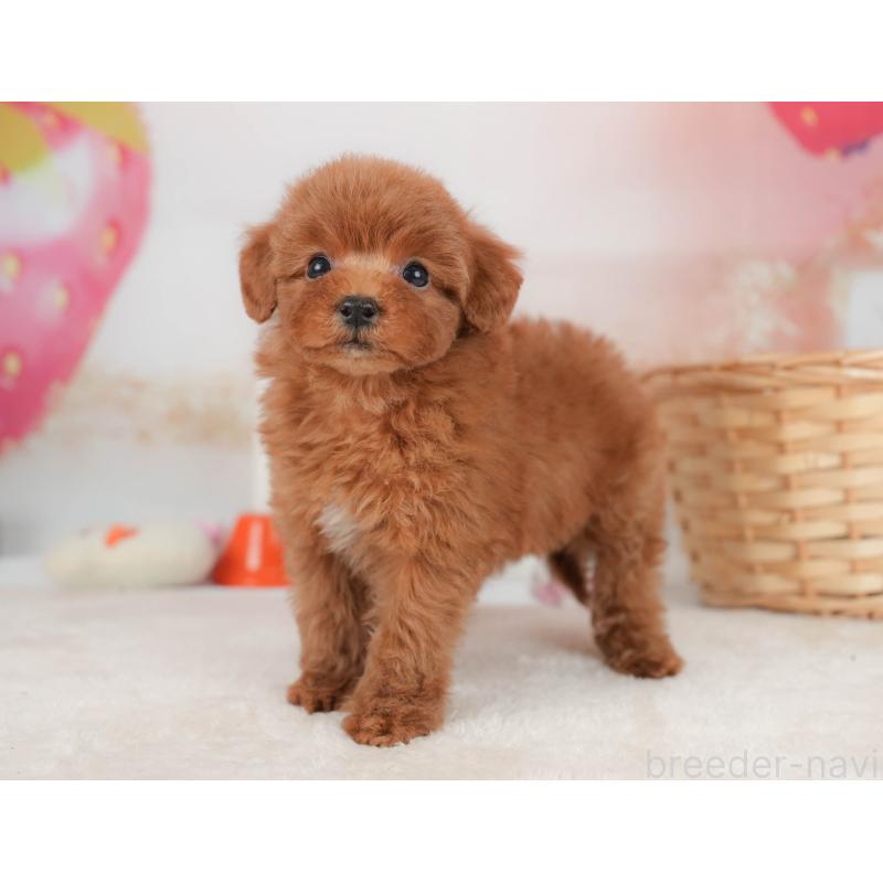 販売中の栃木県のトイプードル-445855の7枚目