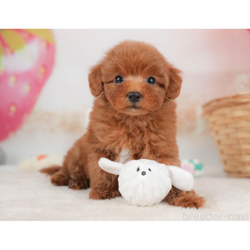 販売中の栃木県のトイプードル-445855の6枚目