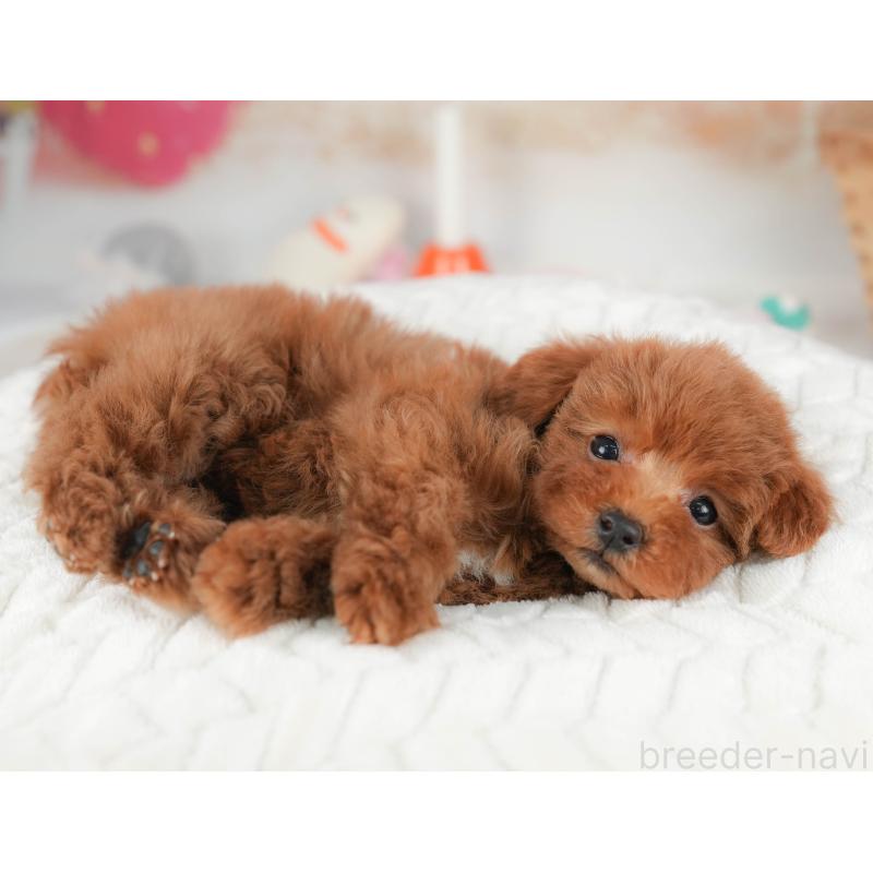 販売中の栃木県のトイプードル-445855の4枚目