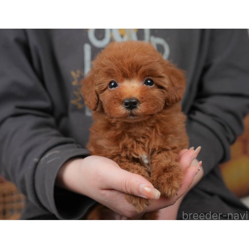 販売中の栃木県のトイプードル-445855の3枚目