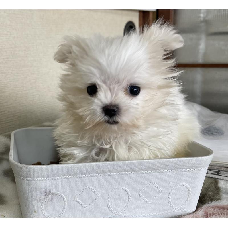 販売中の岡山県のマルチーズ-443067