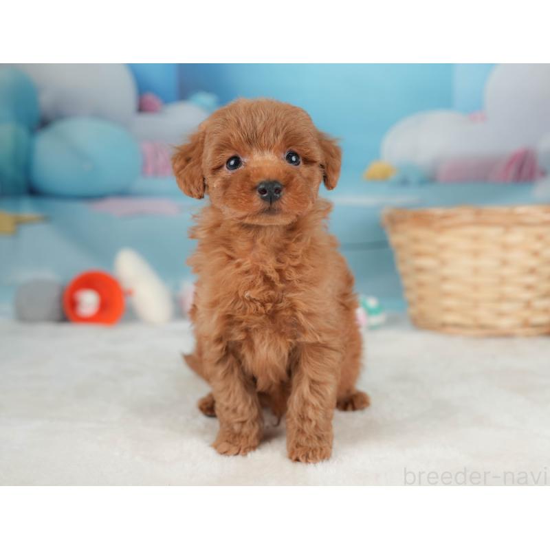 販売中の栃木県のトイプードル-445853の11枚目