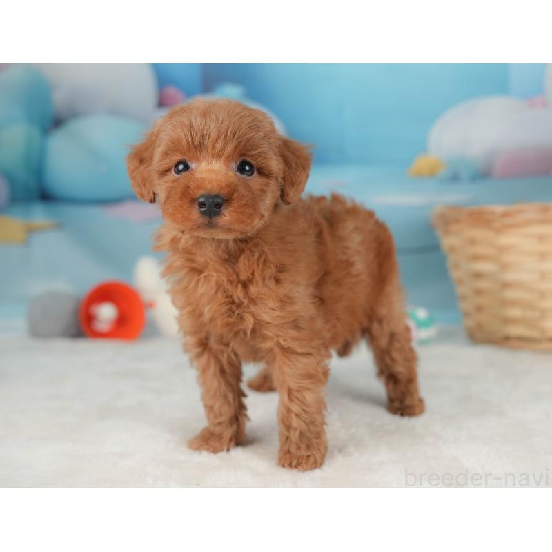 販売中の栃木県のトイプードル-445853の10枚目