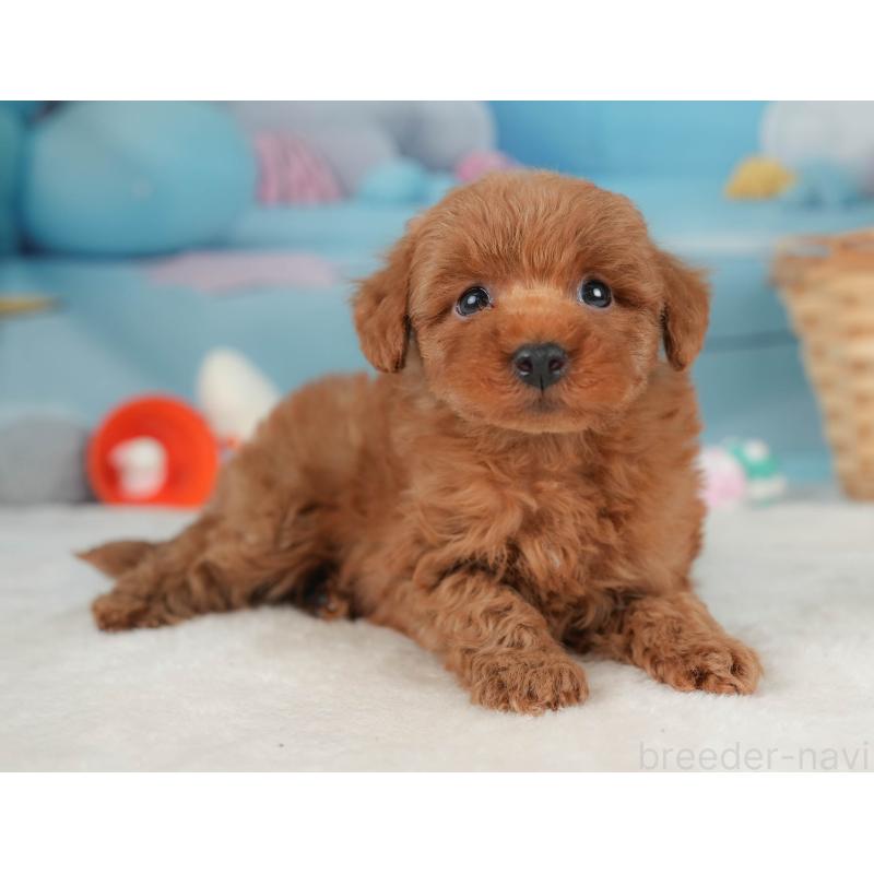 販売中の栃木県のトイプードル-445853の9枚目