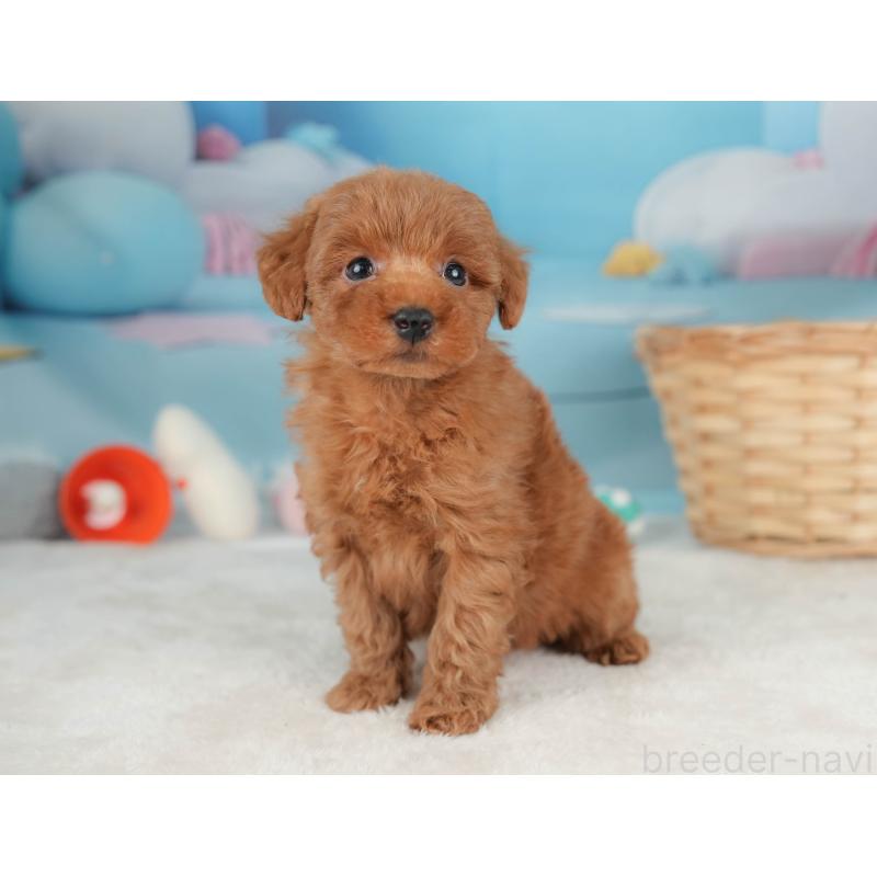 販売中の栃木県のトイプードル-445853の8枚目