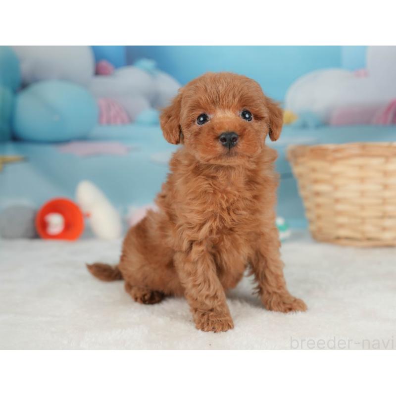 販売中の栃木県のトイプードル-445853の7枚目