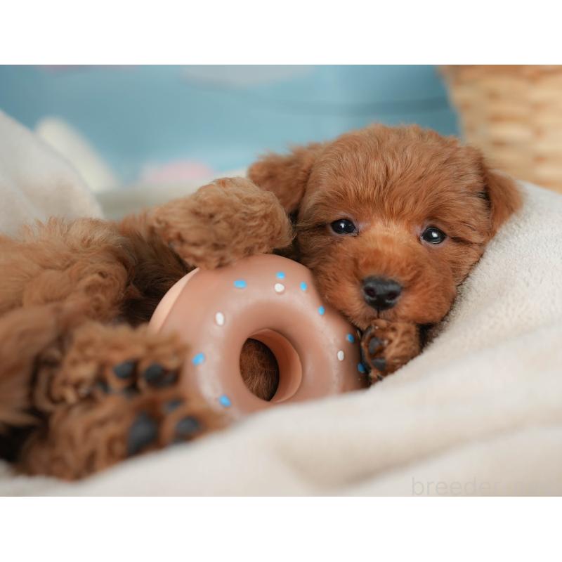 販売中の栃木県のトイプードル-445853の6枚目