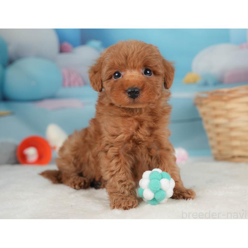 販売中の栃木県のトイプードル-445853の5枚目