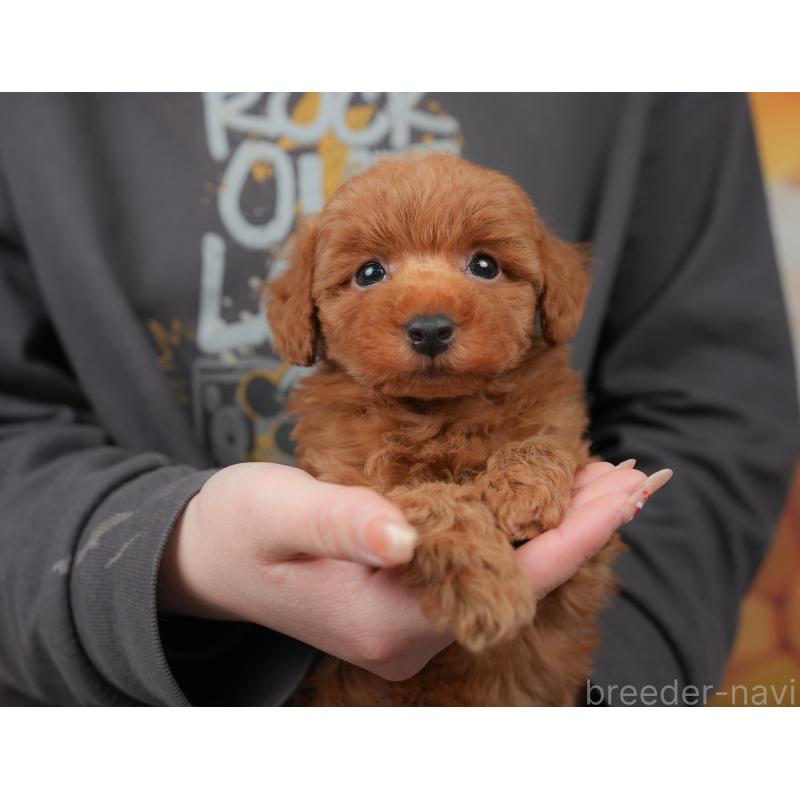 販売中の栃木県のトイプードル-445853の3枚目