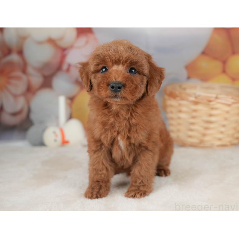 販売中の栃木県のトイプードル-445851