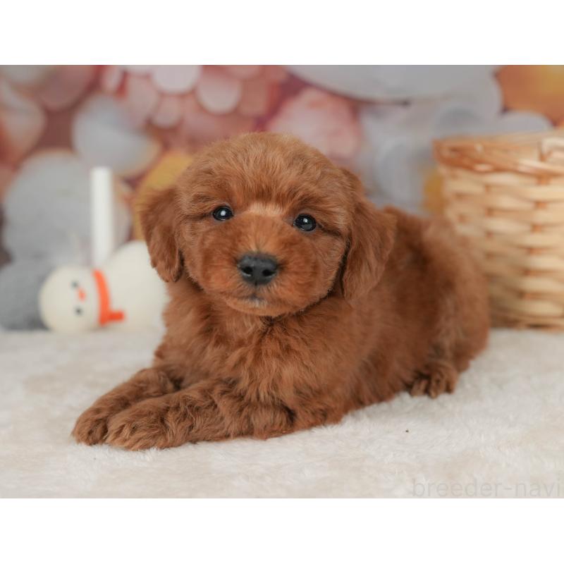 販売中の栃木県のトイプードル-445851の11枚目