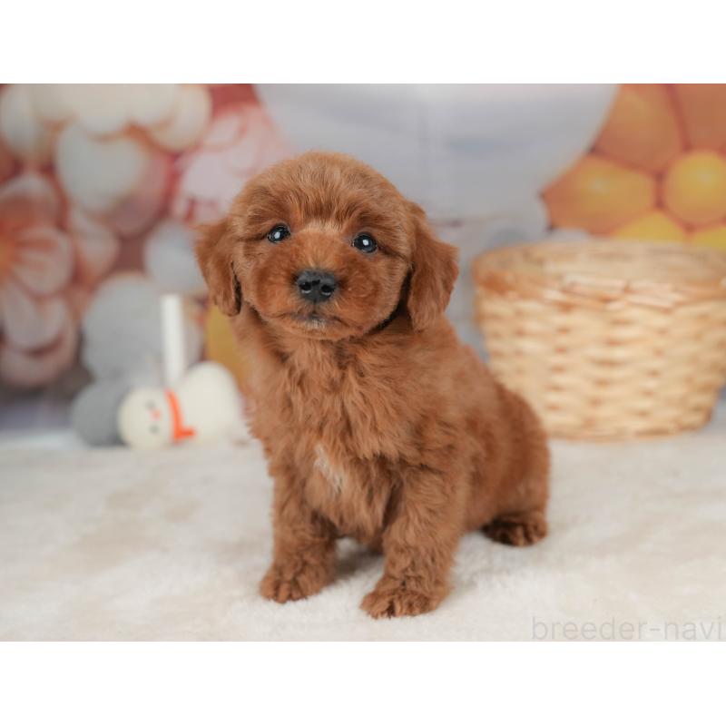 販売中の栃木県のトイプードル-445851の10枚目