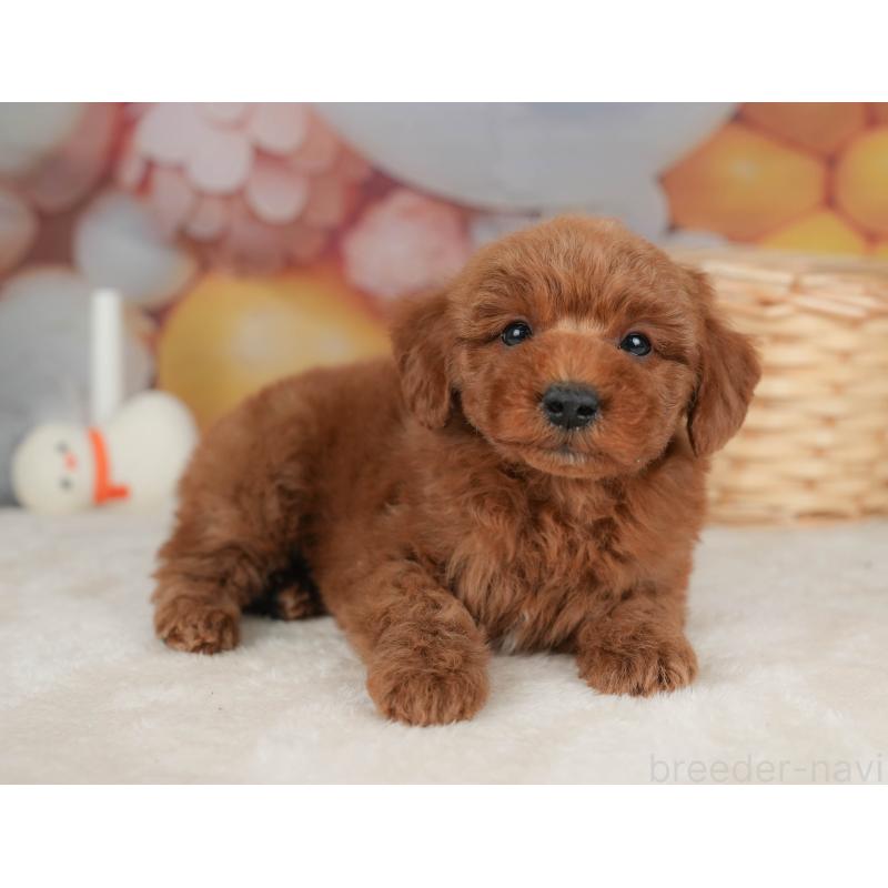 販売中の栃木県のトイプードル-445851の8枚目