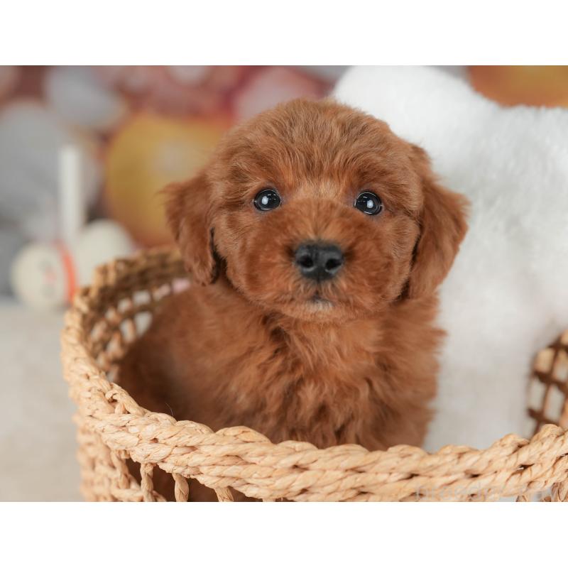 販売中の栃木県のトイプードル-445851の4枚目