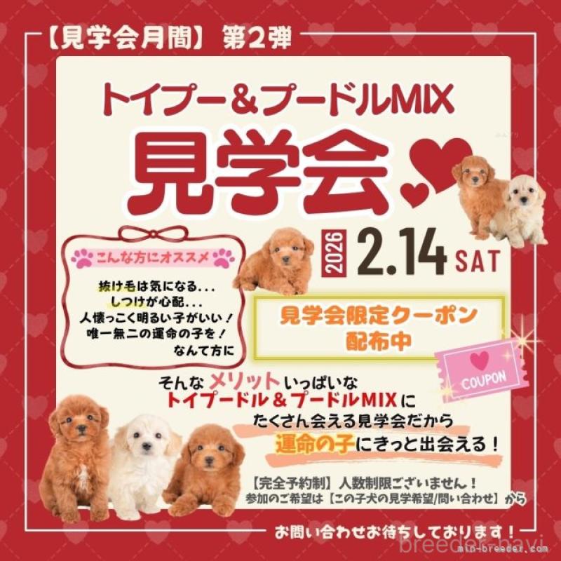 販売中の栃木県のトイプードル-445849の18枚目