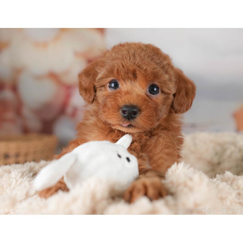 販売中の栃木県のトイプードル-445849の1枚目