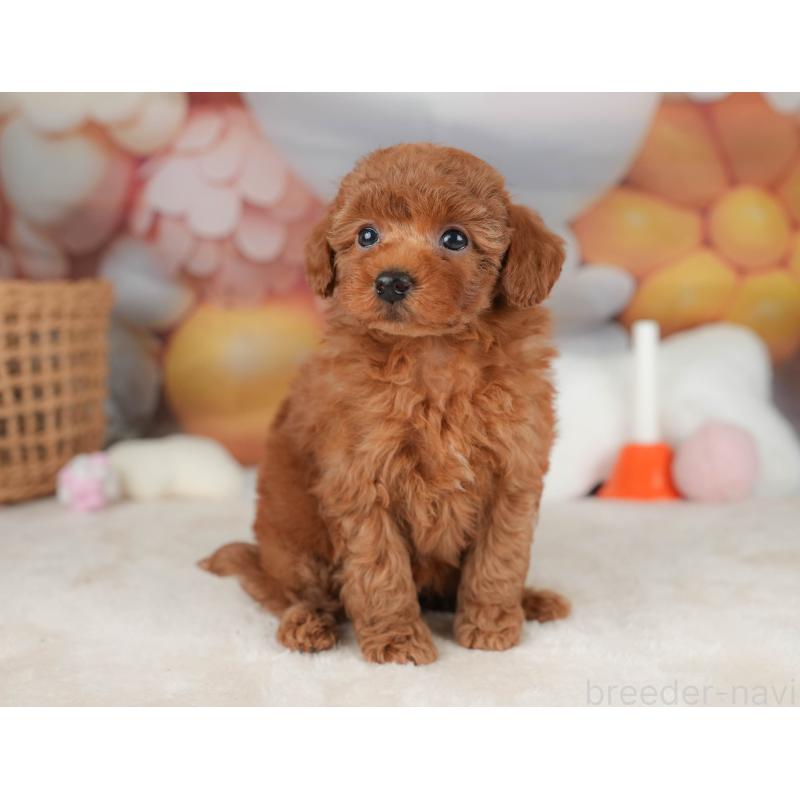 販売中の栃木県のトイプードル-445849の11枚目